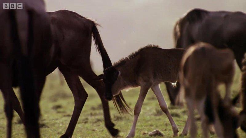 Çitanın öküz başlı antilop avı