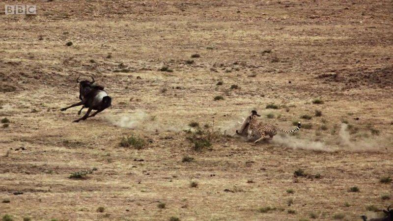 Çitanın öküz başlı antilop avı