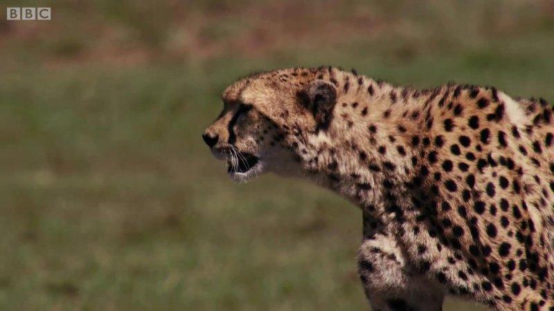 Çitanın öküz başlı antilop avı