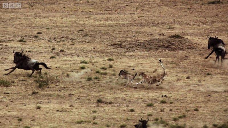 Çitanın öküz başlı antilop avı
