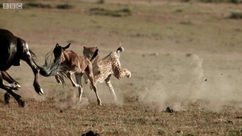 Çitanın öküz başlı antilop avı