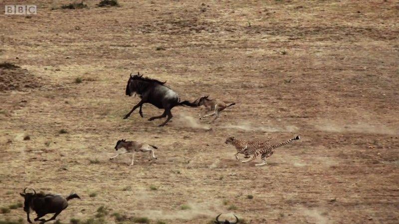 Çitanın öküz başlı antilop avı