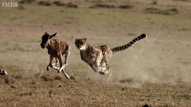 Çitanın öküz başlı antilop avı
