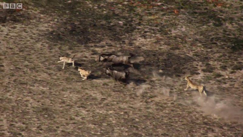 Çitanın öküz başlı antilop avı