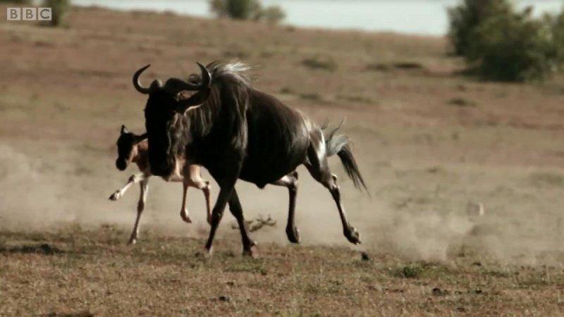 Çitanın öküz başlı antilop avı