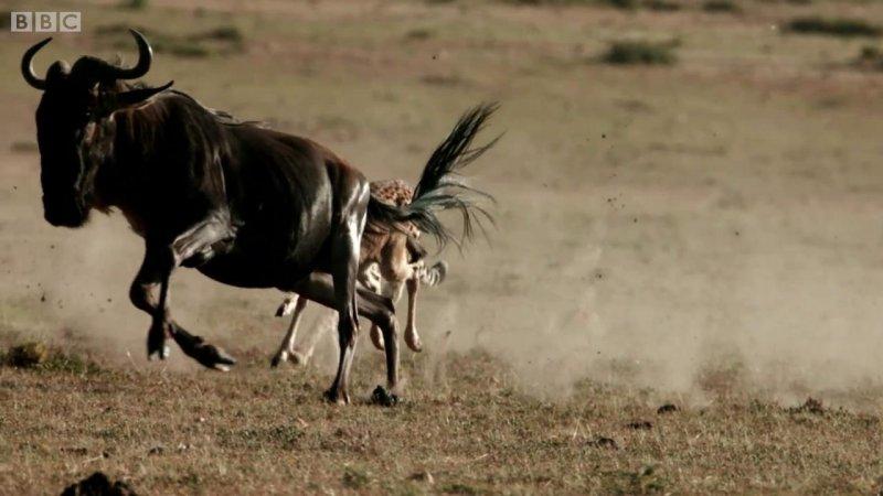 Çitanın öküz başlı antilop avı