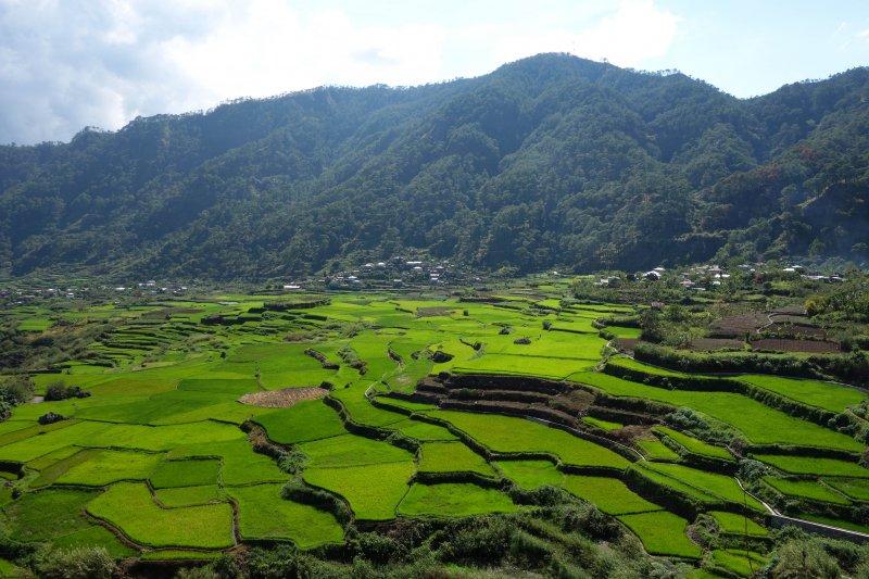 Dünyanın 8. harikası olarak bilinen 2000 yılllık pirinç tarlaları