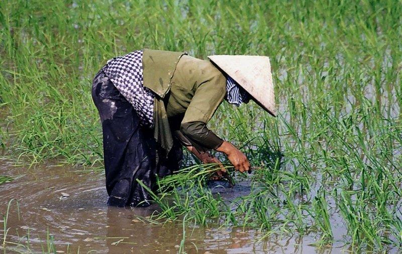Dünyanın 8. harikası olarak bilinen 2000 yılllık pirinç tarlaları