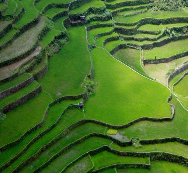 Dünyanın 8. harikası olarak bilinen 2000 yılllık pirinç tarlaları