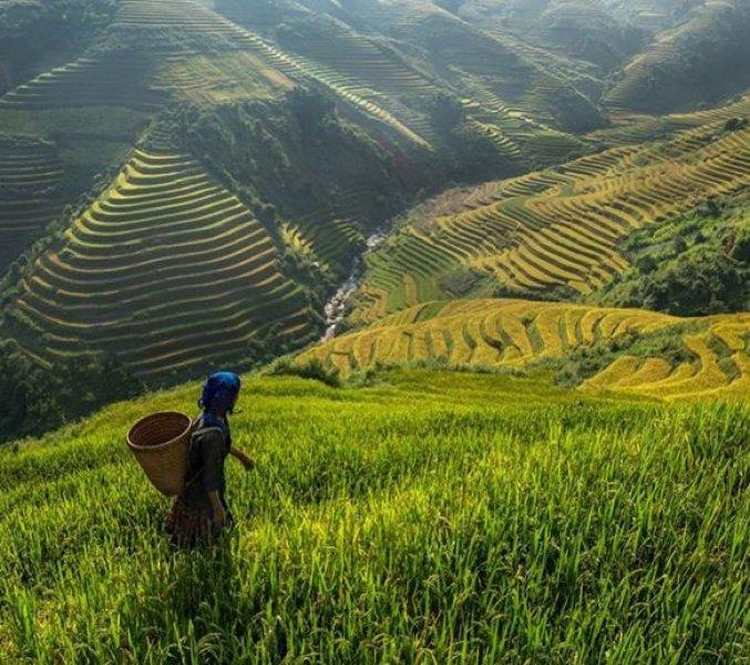 Dünyanın 8. harikası olarak bilinen 2000 yılllık pirinç tarlaları