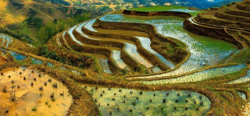 Dünyanın 8. harikası olarak bilinen 2000 yılllık pirinç tarlaları