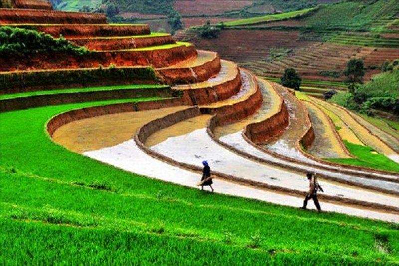 Dünyanın 8. harikası olarak bilinen 2000 yılllık pirinç tarlaları