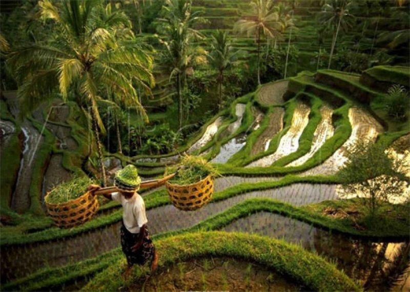 Dünyanın 8. harikası olarak bilinen 2000 yılllık pirinç tarlaları