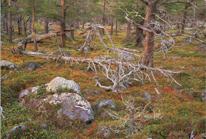 En güzel ödüllü manzara fotoğrafları 
