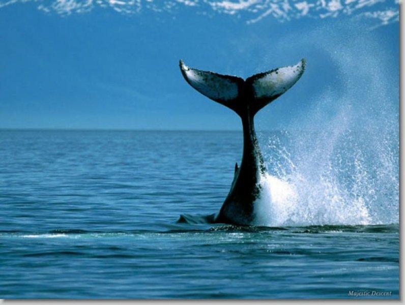 En güzel ödüllü manzara fotoğrafları 