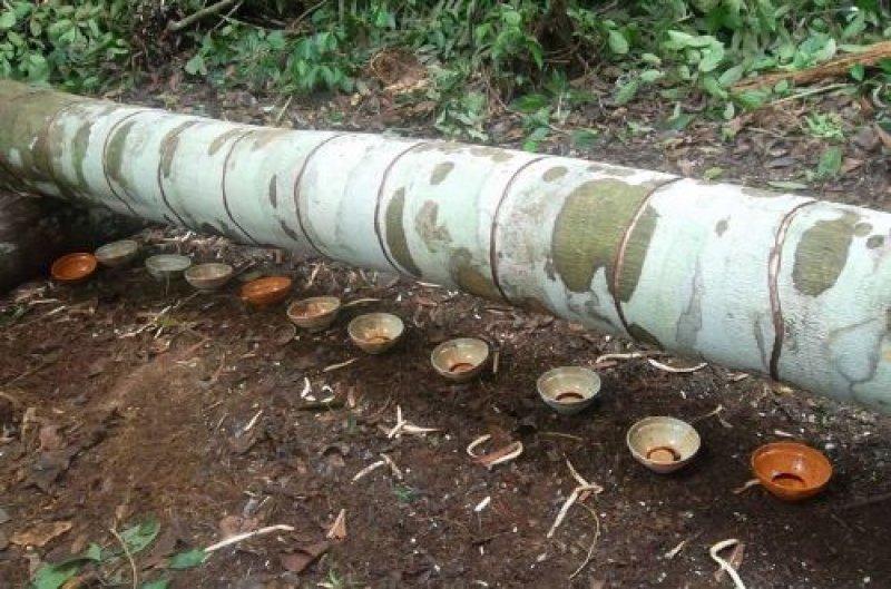 Hint okyanusunda bulunan Ejder Ağaçları'nın inanılmaz faydaları 