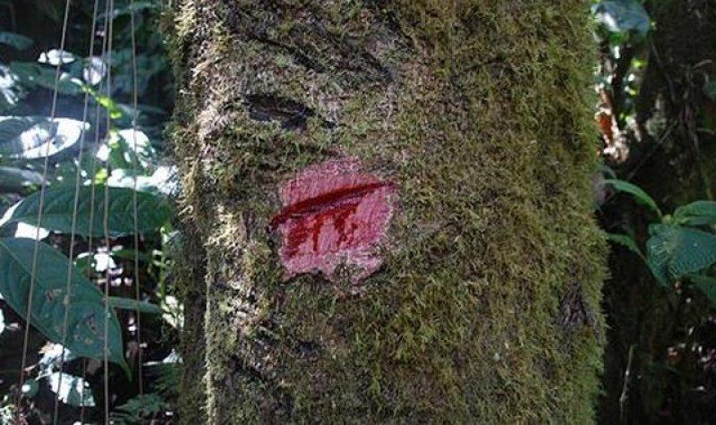 Hint okyanusunda bulunan Ejder Ağaçları'nın inanılmaz faydaları 