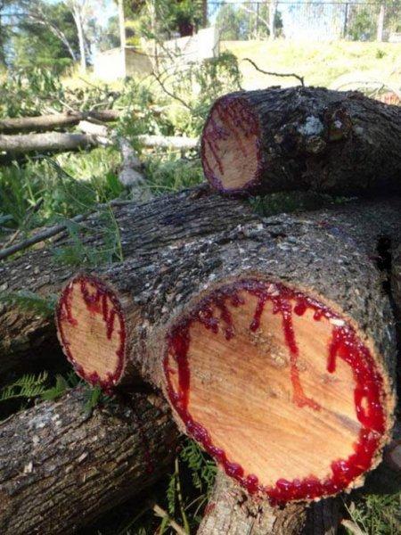 Hint okyanusunda bulunan Ejder Ağaçları'nın inanılmaz faydaları 