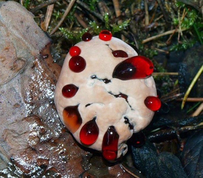 Hint okyanusunda bulunan Ejder Ağaçları'nın inanılmaz faydaları 