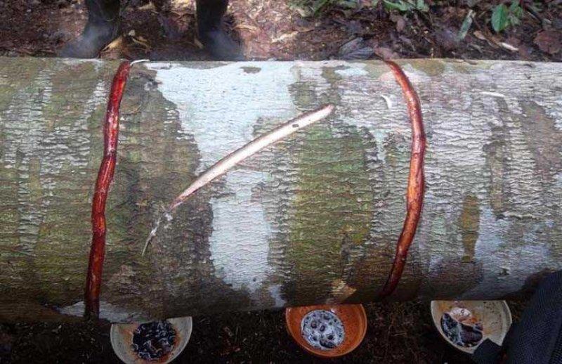 Hint okyanusunda bulunan Ejder Ağaçları'nın inanılmaz faydaları 