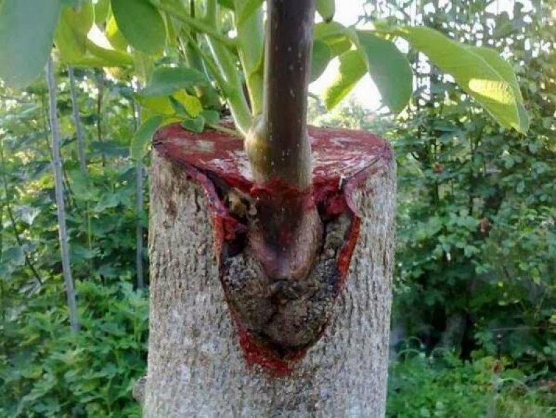 Hint okyanusunda bulunan Ejder Ağaçları'nın inanılmaz faydaları 