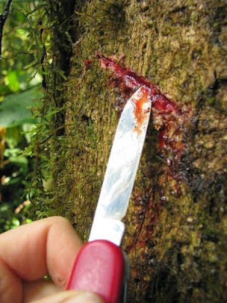 Hint okyanusunda bulunan Ejder Ağaçları'nın inanılmaz faydaları 