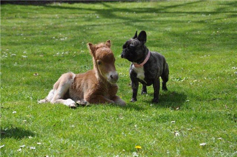 Dünyanın en küçük at türü: Falabella