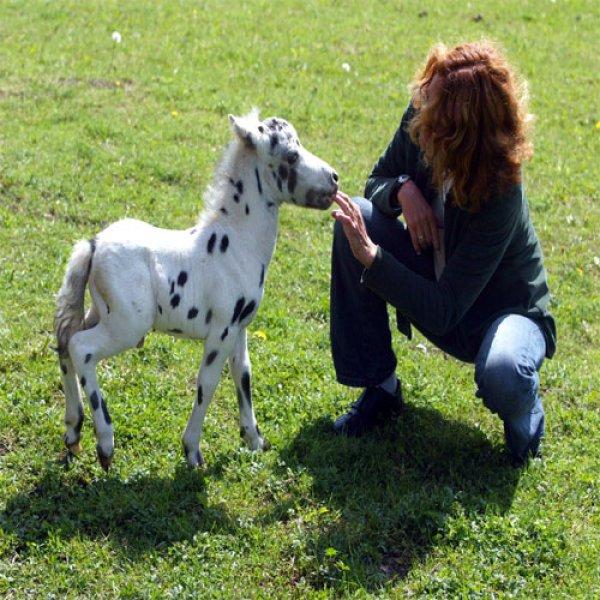 Dünyanın en küçük at türü: Falabella