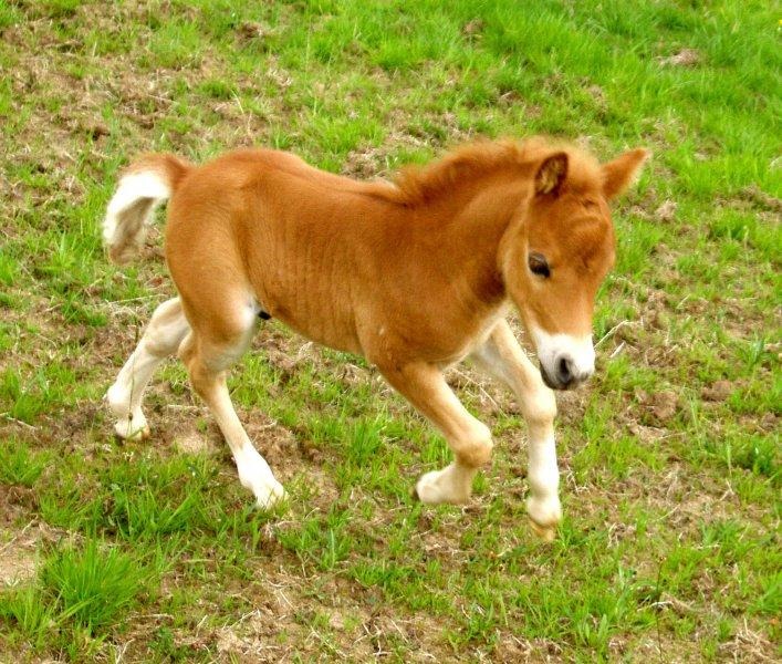Dünyanın en küçük at türü: Falabella