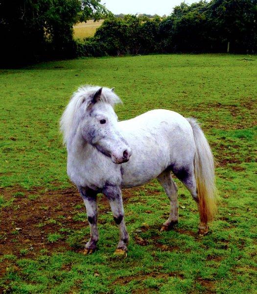 Dünyanın en küçük at türü: Falabella