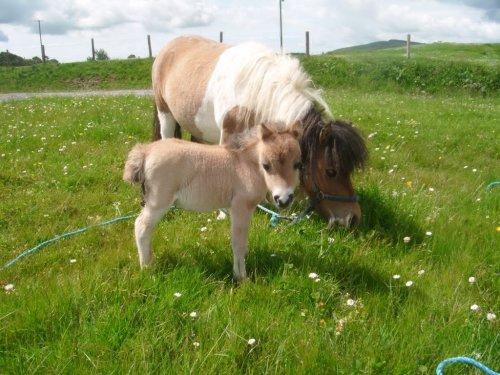 Dünyanın en küçük at türü: Falabella