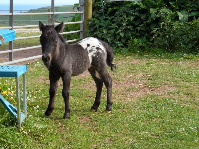 Dünyanın en küçük at türü: Falabella