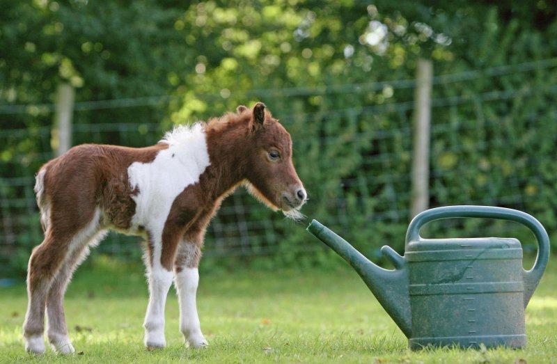 Dünyanın en küçük at türü: Falabella