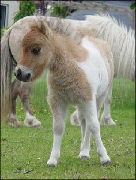 Dünyanın en küçük at türü: Falabella