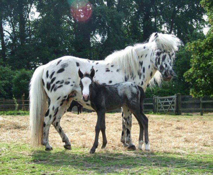 Dünyanın en küçük at türü: Falabella