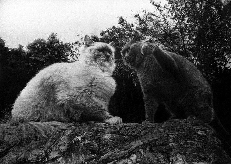 Karakalem ustası Paul Lung'ın inanılmaz çizimleri