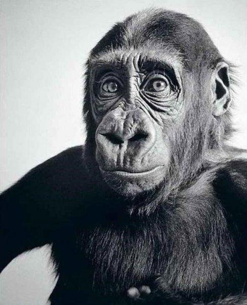 Karakalem ustası Paul Lung'ın inanılmaz çizimleri