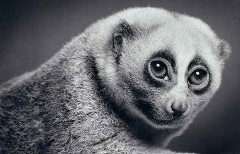 Karakalem ustası Paul Lung'ın inanılmaz çizimleri