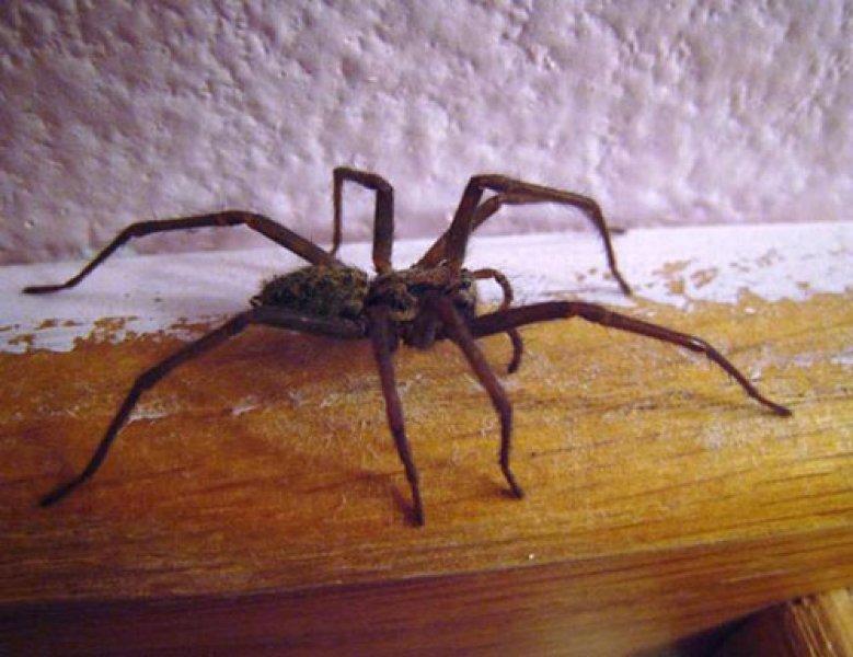 Dünyanın dört bir yanından ilginç batıl inançlar