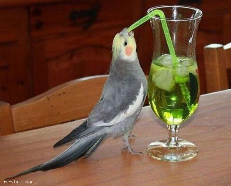 Sosyal medyada paylaşılan komik fotoğraflar 