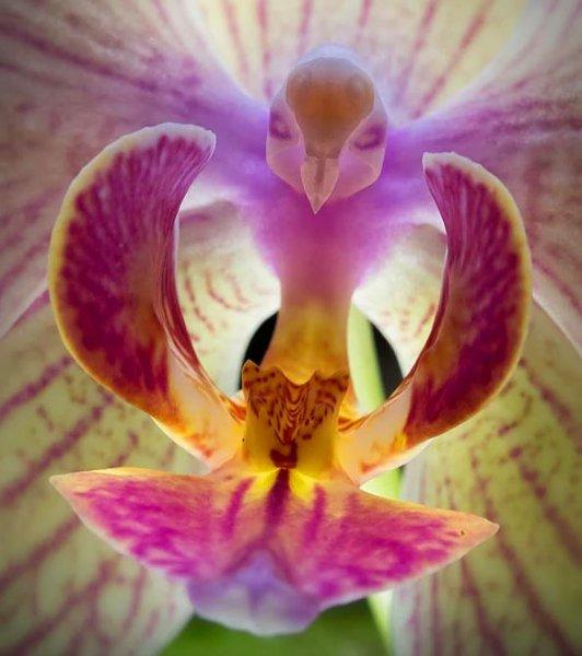 Hayvan ve insan figürlerine benzeyen ilginç bitkiler 