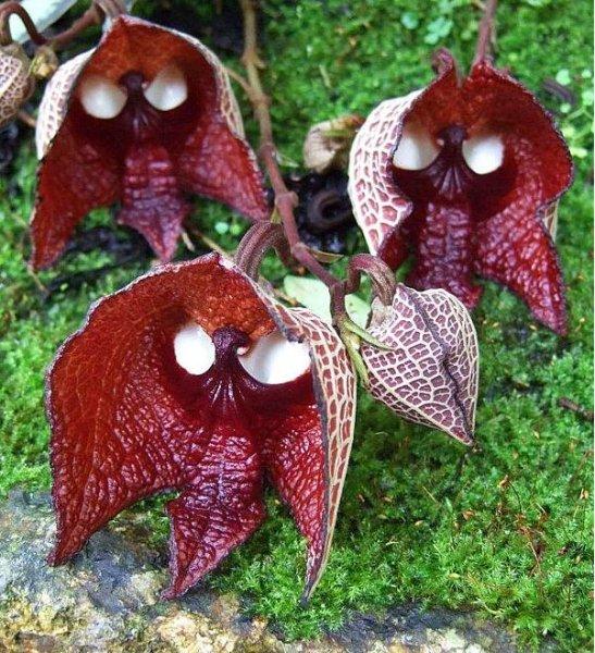 Hayvan ve insan figürlerine benzeyen ilginç bitkiler 