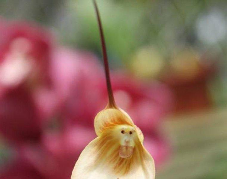 Hayvan ve insan figürlerine benzeyen ilginç bitkiler 