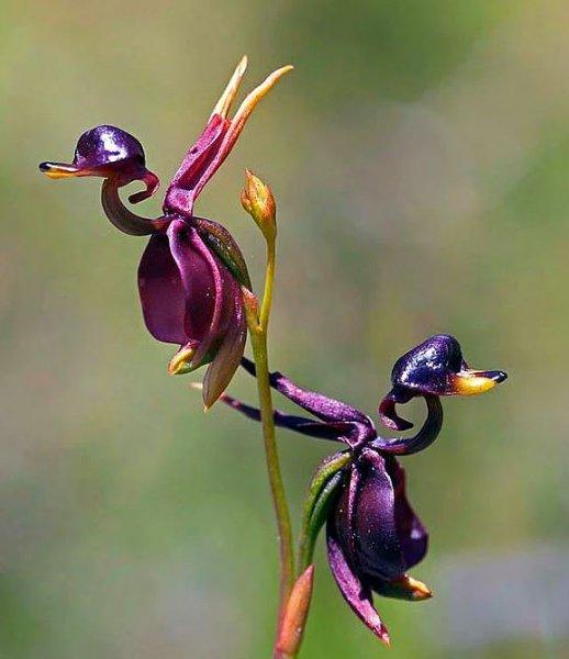 Hayvan ve insan figürlerine benzeyen ilginç bitkiler 