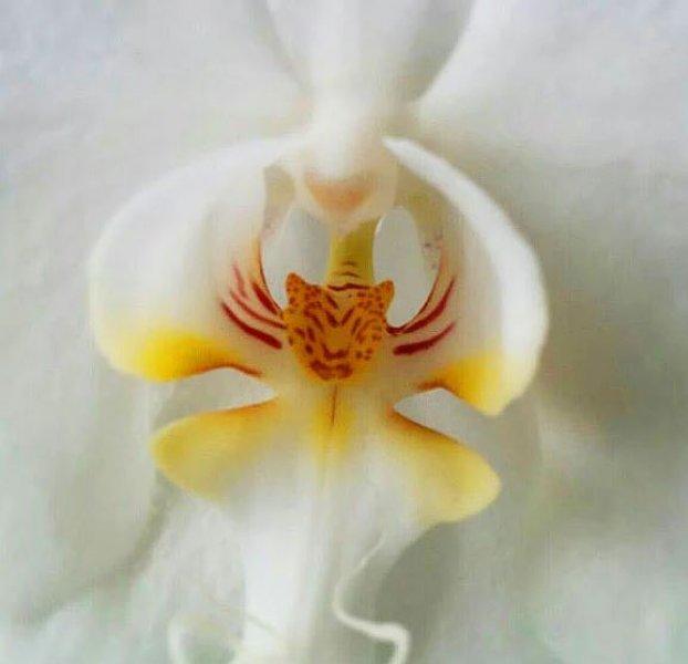 Hayvan ve insan figürlerine benzeyen ilginç bitkiler 