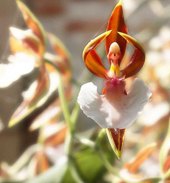 Hayvan ve insan figürlerine benzeyen ilginç bitkiler 