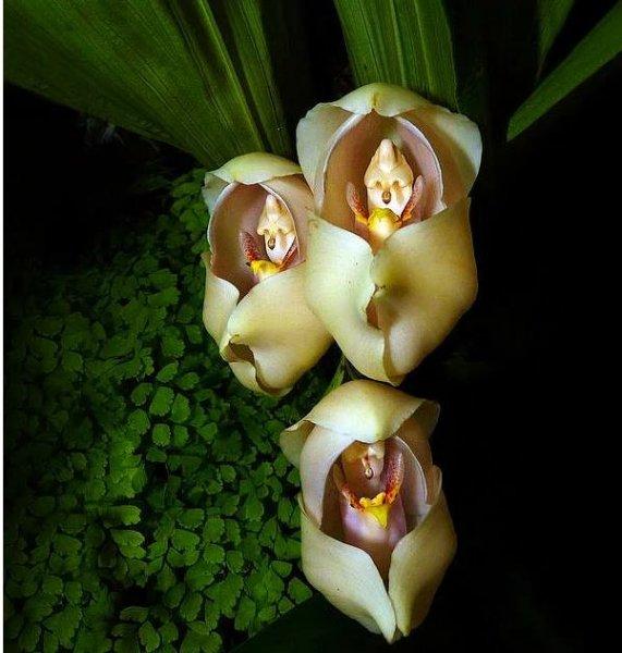 Hayvan ve insan figürlerine benzeyen ilginç bitkiler 