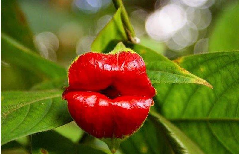 Hayvan ve insan figürlerine benzeyen ilginç bitkiler 