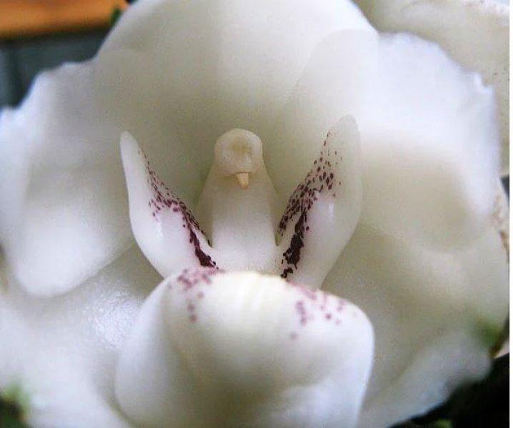 Hayvan ve insan figürlerine benzeyen ilginç bitkiler 