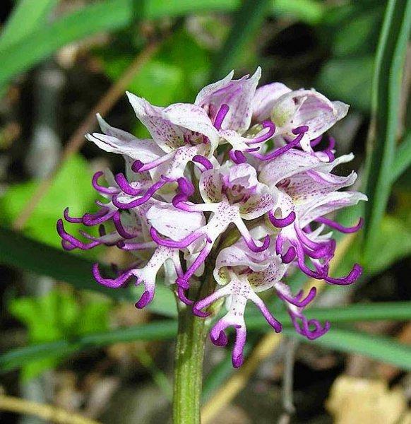 Hayvan ve insan figürlerine benzeyen ilginç bitkiler 
